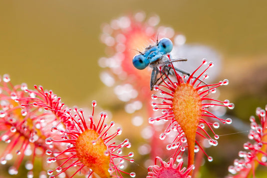 Fotografiecursus voor gevorderden; macro-, landschap- en straatfotografie