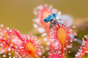 Fotografiecursus voor gevorderden; macro-, landschap- en straatfotografie