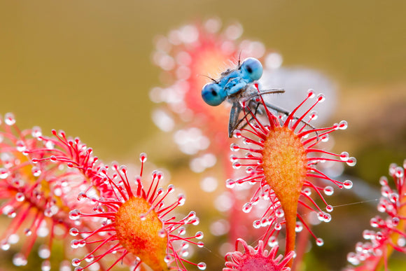 Fotografiecursus voor gevorderden; macro-, landschap- en straatfotografie